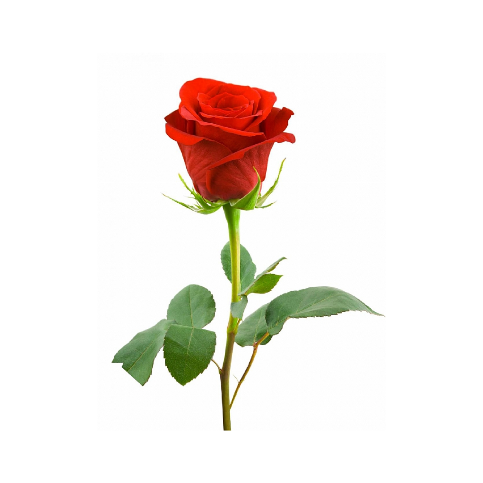 Tek Gül Karışık Renkler - 1